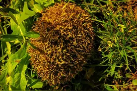 可怜！刺猬觅食被当球踢，男子解救它也遭了批评图片