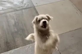 怀孕狗狗被遗弃，被救助后，竟拱手作揖，狗狗：谢谢你，收留我们图片