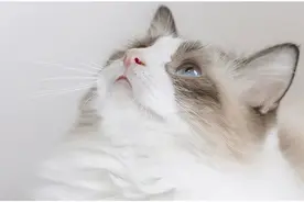 创新研发植物猫砂，中企动力让电商突围为国货品牌增光图片