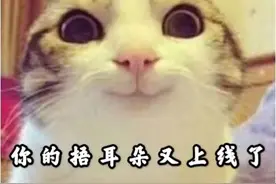 馋猫发现去年来执勤的蜀黍又出现了，火速赶来蹭饭！图片