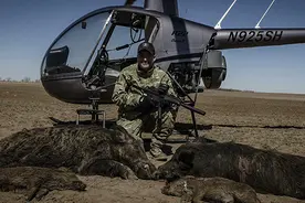 欧亚野猪践踏美洲，野蛮冲撞一切曾干掉一架F-16战机图片