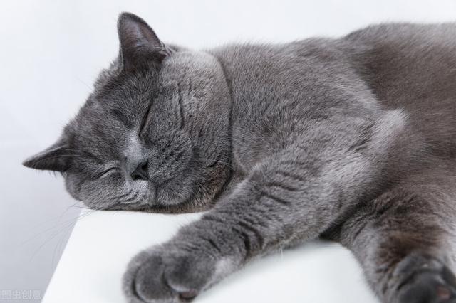 小猫一直拉稀怎么办