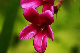 迎春花品种介绍：迎春花、连翅、红素馨［附图］图片