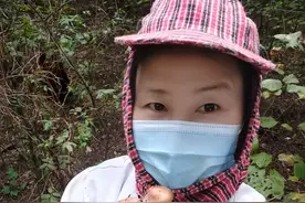 今天上山采到了东北特产、松树丁蘑菇（又叫红蘑）图片