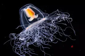 是长生不老，还是借尸还魂？戳破灯塔水母的不老谎言图片