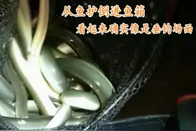 河鳗泛滥？江苏南通钓鱼人称一夜钓几十条，网友：这鱼300一斤图片
