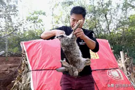 深山挖洞养野兔一只卖几百，遇到难题想放弃图片