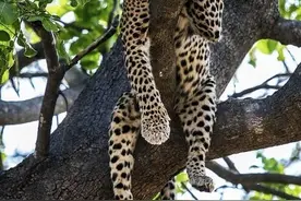 食人族真的存在吗？图片