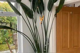 客厅清新亮丽的鹤望兰，又有几个人能将它养好，更别提开花了图片