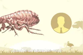 人蚤和人有什么关系？视频封面