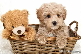 买泰迪犬需谨慎，发现这6个问题果断离开，可别买到“病狗”了图片