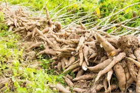 过去是主粮之一，却含有剧毒，曾经用来喂猪，如今又重回餐桌图片