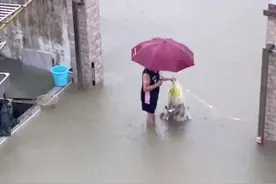 暴雨后鱼群堵门？广东中山男子院子门口撒网捕鱼，一网十几斤图片