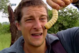 你为什么不吃虫子？图片