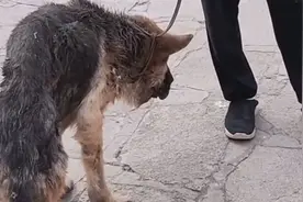 四川：狗肉车上救下的德牧，获救时瘦到站不稳，狗狗：不爱就别养图片