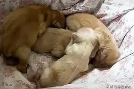 金毛生了四只小宝宝，主人隔天早上发现多了五只，狗：惊不惊喜？图片