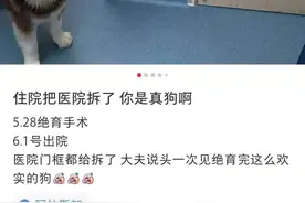 萨摩耶偷喝10斤白酒，医生看到都笑喷了图片