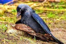 喜鹊咋了？驱鹰吞雀，捕鱼抓小鸡，还会捉老鼠，成肉食动物！图片