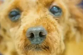 四川：泰迪被醉酒主人捆门上，无情殴打刺穿腹部，狗狗：你太狠心图片