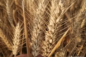 河南种植面积最大的小麦品种，年种植面积超过2000万亩图片