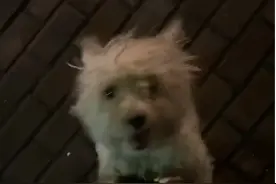 宠物狗丢失46天后街头偶遇主人，开心得蹦跳直叫，主人以为产生幻觉图片