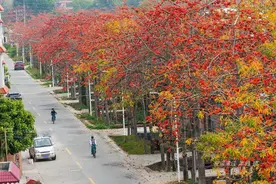 虽说木棉花在广东随处可见，可唯有这条红棉大道最是壮观图片