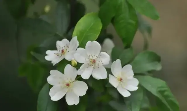 50种花卉配50首古诗，花有清香，诗有音韵，让人陶醉