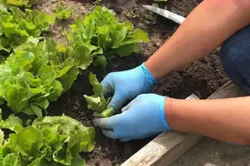 全面准确又轻松易施的移栽步骤，你是否有遗漏的细节或步骤？图片