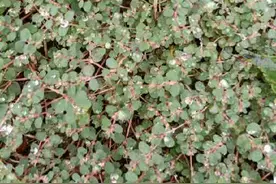 植物界的无名小辈——地锦草图片