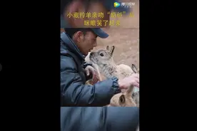 暖心！小藏羚羊微笑着亲吻奶爸图片