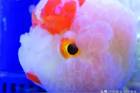 金鱼怎么喂？金鱼到底一天喂几次为宜？图片