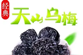 新疆天山乌梅图片