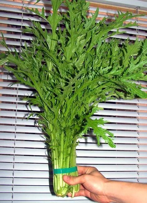 辣菜樱子——聊聊枣庄风味小菜（五）