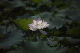 热火8月，为何贵阳多阵雨？听听专家怎么说图片