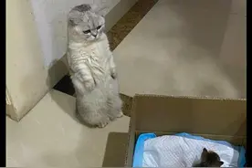 网友刚捡回来一只小猫咪，让家猫帮忙照看一下，猫：唉，心好累图片