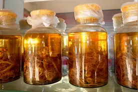 泡酒压箱底的保姆级教程！值得收藏图片