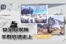 安全有保障 羊群转场走上“专用道”图片