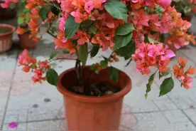 花市黄土种的三角梅满头花苞，原来有“猫腻”，家庭养很难做到图片