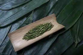 不是“白茶”的安吉白茶图片