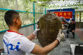 男子捕到23.6斤野生大甲鱼，有人用奥迪车来换被拒，结果让人欣慰图片