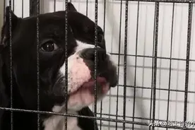 养狗最尴尬的事：全小区都认识我的狗，却不认识我！人不如狗图片