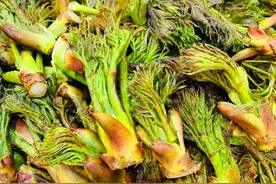 4月碰到此菜别手软，一次囤10斤放冰箱，炒鸡蛋特香，比吃香椿强图片