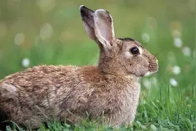 农村常见的野兔，你知道它夜晚活动范围有多大吗？图片