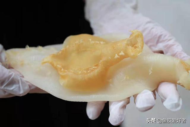 花胶有洞是不是不好 2026年花胶有洞是不是不好食用