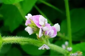 大豆控旺有讲究，最佳时间早知道，矮棵高产跑不了图片