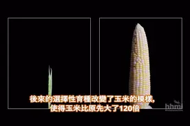 10种蔬菜水果的祖先，真相颠覆你的想像