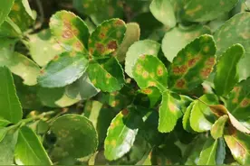 叶斑病与炭疽病分不清楚？看看这两点区别图片