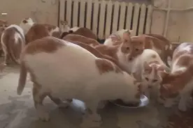 俄女子被70只橘猫吃穷，求助于社会！网友：快救她，大橘为重啊图片