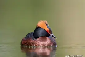 重点保护野生动物现身东安湖！角䴙䴘、普通鵟、白腰杓鹬（叫出名字算我输）图片