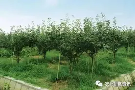 果园怎么除草最好？如果用除草剂，怎么选择？如何使用？图片